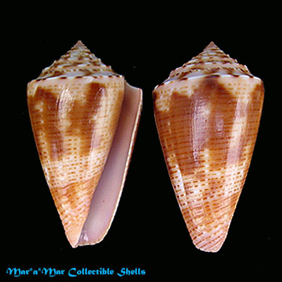 Conus ericmonnieri Petuch & Myers, 2014