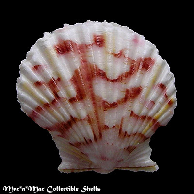 Argopecten noronhensis (E. A. Smith, 1885)