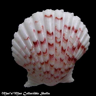 Argopecten noronhensis (E. A. Smith, 1885) - Imagem 2