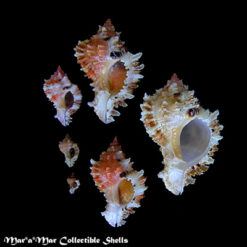 Phyllonotus occulatus (Reeve, 1845)