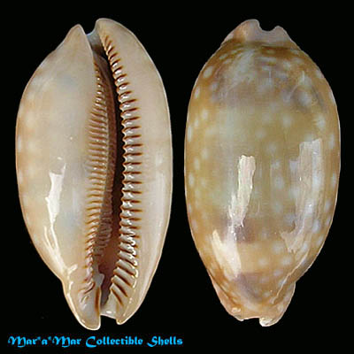 Macrocypraea zebra Linnaeus, 1758