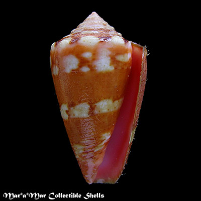 Conus baiano Coltro, 2004