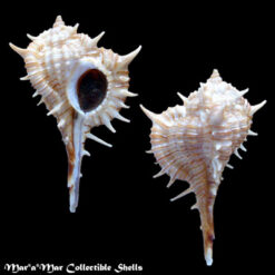 Murex donmoorei Bullis, 1964