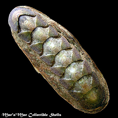 Stenoplax (Stenoradisia) kempfi (Righi, 1971)