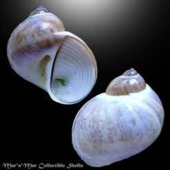 Natica colima Strong & Hertlein, 1937