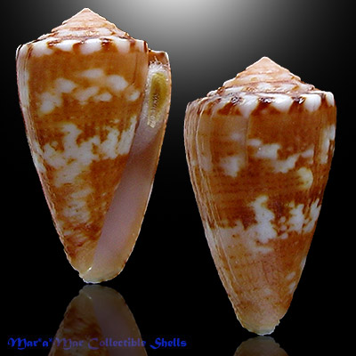 Poremskiconus brasiliensis Clench, 1942