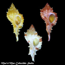 Siratus coltrorum E. Vokes, 1991