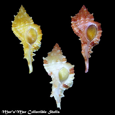 Siratus coltrorum E. Vokes, 1991