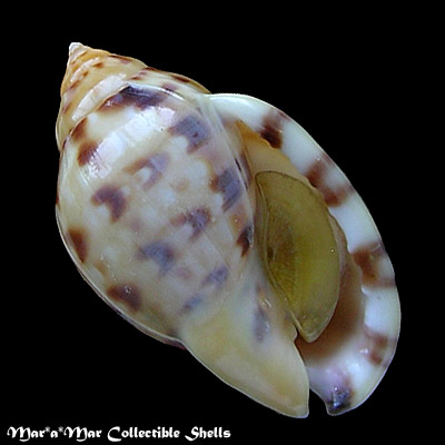 Phalium labiatum iheringe Carcelles, 1953
