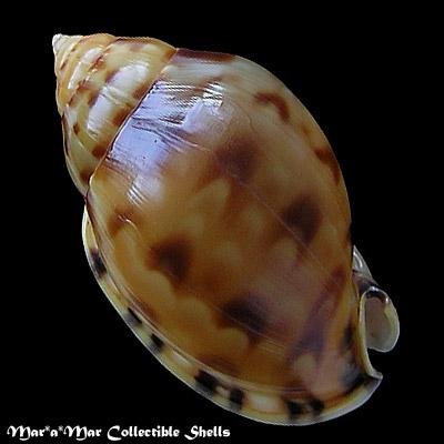 Phalium labiatum iheringe Carcelles, 1953 - Image 2