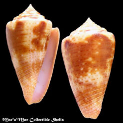 Conus ericmonnieri Petuch & Myers, 2014