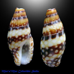 Mitrella ocellata (Gmelin, 1791)