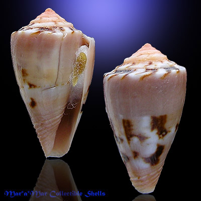 Poremskiconus brasiliensis Clench, 1942