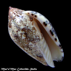 Plicoliva zelindae oceanica Coltro, 2005