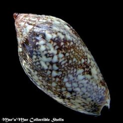 Plicoliva zelindae oceanica Coltro, 2005 - Imagem 2