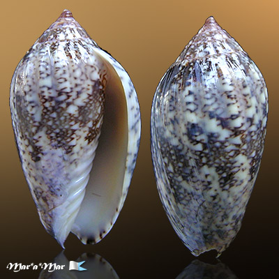 Plicoliva zelindae oceanica Coltro, 2005