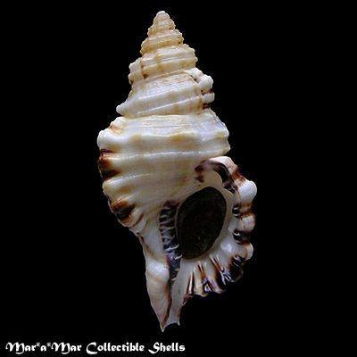 Cymatium parthenopeum (Von Salis, 1793)