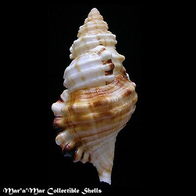 Cymatium parthenopeum (Von Salis, 1793) - Imagem 2