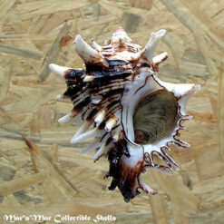 Hexaplex princeps (Broderip, 1833)