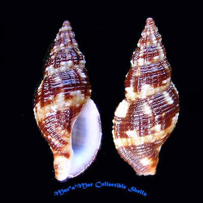 Dianthiphos bernardoi (Costa & Gomes, 1998)