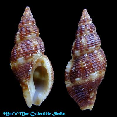 Dianthiphos bernardoi (Costa & Gomes, 1998) - Image 2