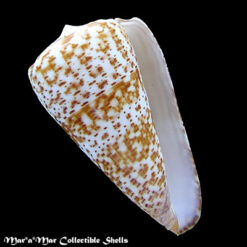 Conus pulcher Lightfoot, 1786