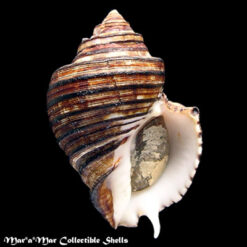 Opeatostoma pseudodon (Burrow, 1815)