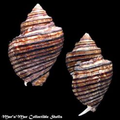 Alternative view of Opeatostoma pseudodon (Burrow, 1815)