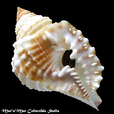 Distorsio robinsonni Petuch, 1987