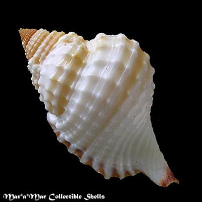 Distorsio robinsonni Petuch, 1987 - Imagem 2