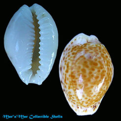 Cypraea acicularis marcuscoltroi (Petuch, 2015)