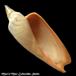 Zidona dufresnii (Donovam, 1823)