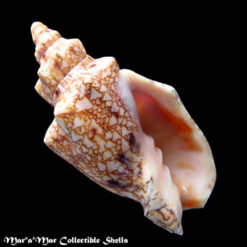 Odontocymbiola americana (Reeve, 1846)