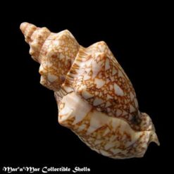 Odontocymbiola americana (Reeve, 1846) - Imagem 2