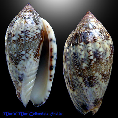 Plicoliva zelindae oceanica Coltro, 2005