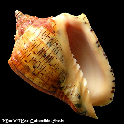 Voluta ebraea Linnaeus, 1758