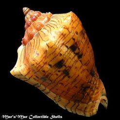 Voluta ebraea Linnaeus, 1758 - Imagem 2