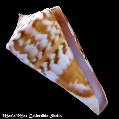 Conus carioca Petuch, 1986