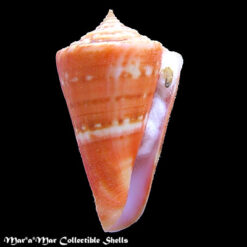 Conus carioca Petuch, 1986