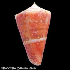Conus carioca Petuch, 1986 - Imagem 2