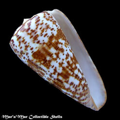 Conus pulcher Lightfoot, 1786