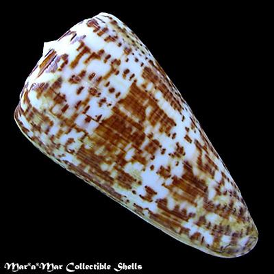 Conus pulcher Lightfoot, 1786 - Imagem 2