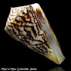 Conus centurio Born, 1778