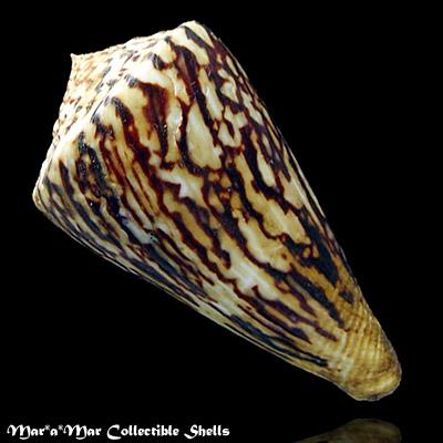 Conus centurio Born, 1778 - Imagem 2