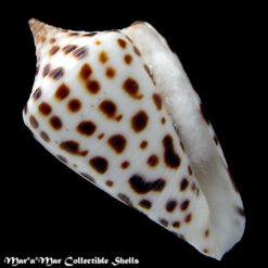 Conus spurius arubensis Usticke, 1968