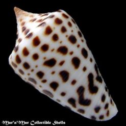 Conus spurius arubensis Usticke, 1968 - Imagem 2