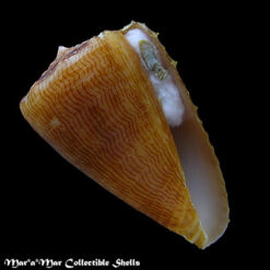 Conus princeps lineolatus Valenciennes, 1832