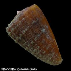 Conus princeps lineolatus Valenciennes, 1832 - Imagem 2
