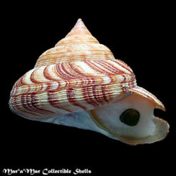 Perotrochus atlanticus Rios & Matthews, 1968