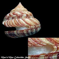 Perotrochus atlanticus Rios & Matthews, 1968 - Imagem 2